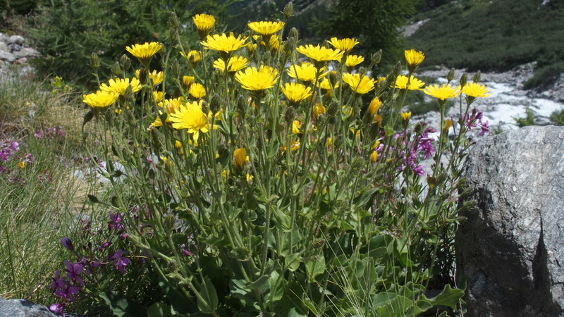 Asteraceae - Hieracium amplexicaule